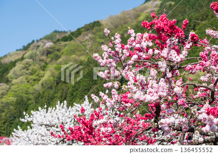Flowering peach (at Flowering Peach Village) 136455552