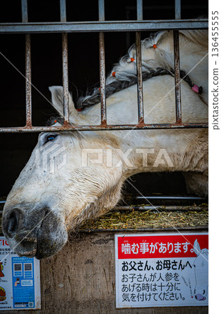北海道帶著廣磐榮十勝賽馬場的冬景 北海道帶著廣磐榮十勝賽馬場的冬景 136455555