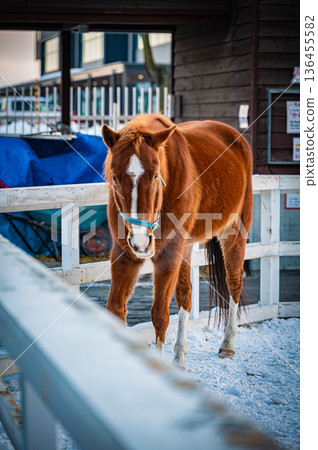 Winter scenery of Ban'ei Tokachi Racecourse in Obihiro, Hokkaido 136455582