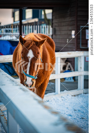 Winter scenery of Ban'ei Tokachi Racecourse in Obihiro, Hokkaido 136455583