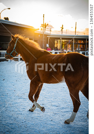 Winter scenery of Ban'ei Tokachi Racecourse in Obihiro, Hokkaido 136455587