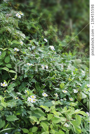 十一月初冬時節，野生菊花盛開，野花綠葉蔥蘢。 136455598