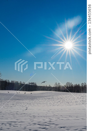 一群丹頂鶴在北海道鶴井村的冬日雪原上翩翩起舞 一群丹頂鶴在北海道鶴井村的冬日雪原上翩翩起舞 136455656