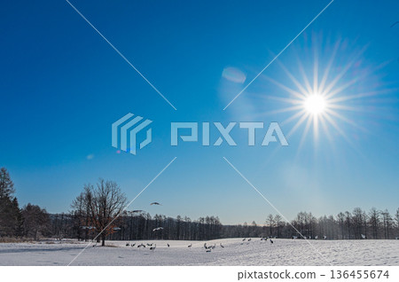 一群丹頂鶴在北海道鶴井村的冬日雪原上翩翩起舞 一群丹頂鶴在北海道鶴井村的冬日雪原上翩翩起舞 136455674