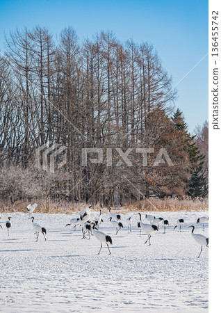 A flock of red-crowned cranes dancing in the winter snow fields of Tsurui Village, Hokkaido A flock of red-crowned cranes dancing in the winter snow fields of Tsurui Village, Hokkaido 136455742