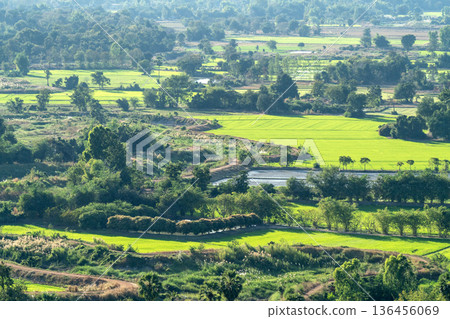 High angle view of lush green rice fields and tropical trees in a rural agricultural landscape. A winding dirt road meanders through the vibrant countryside under bright daylight. Scenic vista. High angle view of lush green rice fields and tropical trees in a rural agricultural landscape. A winding dirt road meanders through the vibrant countryside under bright daylight. Scenic vista. 136456069