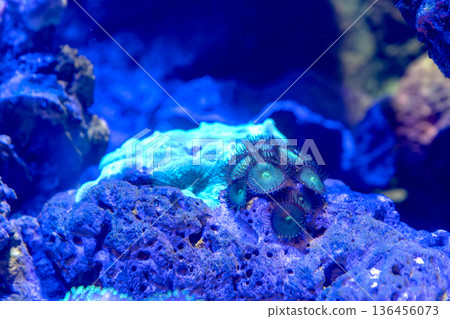 Close-up of vibrant green zoanthid coral polyps and brain coral on a blue volcanic rock in an aquarium. Beautiful underwater marine life with actinic lighting and glowing neon colors. Close-up of vibrant green zoanthid coral polyps and brain coral on a blue volcanic rock in an aquarium. Beautiful underwater marine life with actinic lighting and glowing neon colors. 136456073