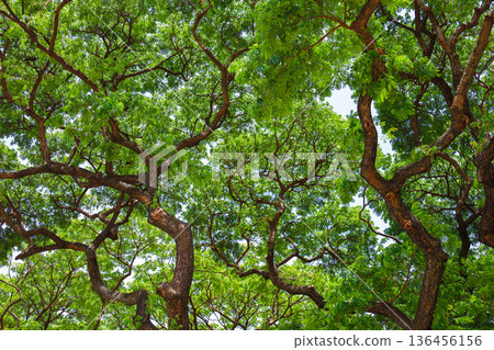 Fresh green and sunbeams 136456156