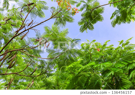 A landscape of fern leaves and blue sky A landscape of fern leaves and blue sky 136456157