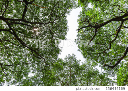 Fresh green and sunbeams 136456169
