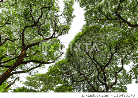 Fresh green and sunbeams 136456170