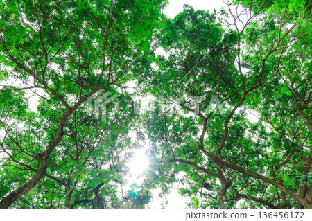 新鮮的綠色和陽光 136456172