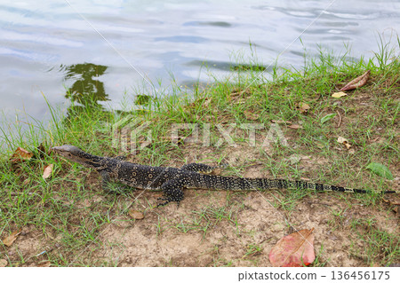 Water monitor lizard on land 136456175