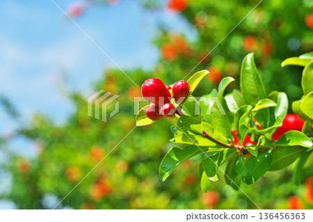 紅石榴花蕾(春季,五月) 紅石榴花蕾(春季,五月) 136456363