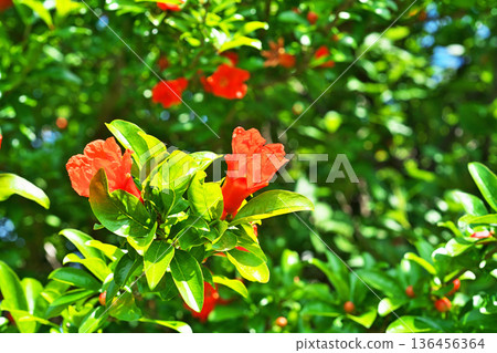 Red pomegranate flowers (spring, May) Red pomegranate flowers (spring, May) 136456364
