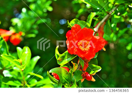 紅石榴花(春季、五月) 紅石榴花(春季、五月) 136456365