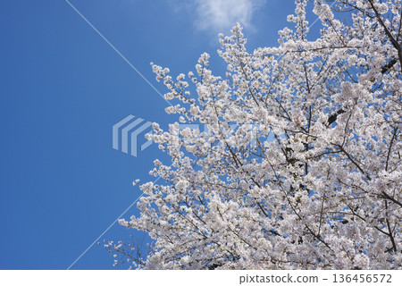  櫻花藍天 136456572