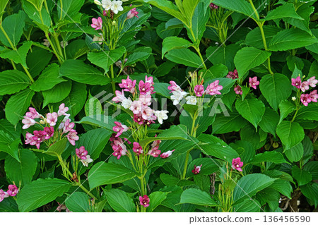 Deutzia flower (spring, May) Deutzia flower (spring, May) 136456590