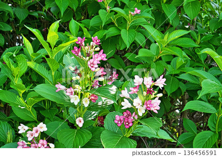 Deutzia flower (spring, May) Deutzia flower (spring, May) 136456591