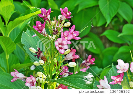 Deutzia flower (spring, May) 136456592