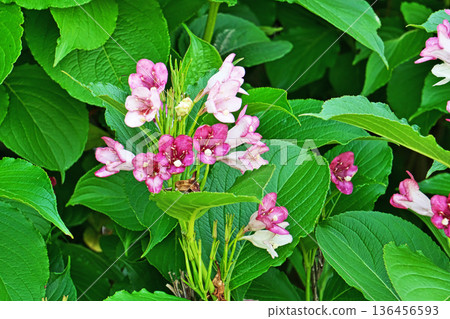 Red Boxwood flowers (spring, May) Red Boxwood flowers (spring, May) 136456593
