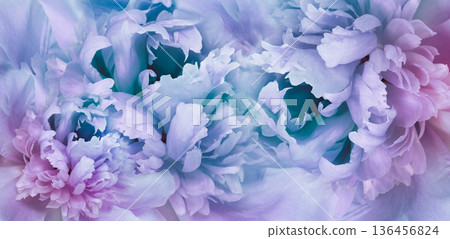 Floral spring background. Pink peonies and petals. Close-up. .Soft focus. Nature Floral spring background. Pink peonies and petals. Close-up. .Soft focus. Nature 136456824