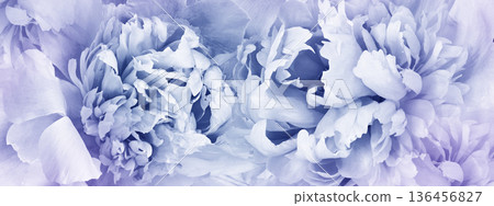 Peonies flowers. Floral background. Closeup. Nature. Peonies flowers. Floral background. Closeup. Nature. 136456827