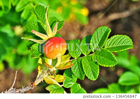Rugosa fruit (spring, May) Rugosa fruit (spring, May) 136456847