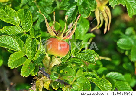 Rugosa fruit (spring, May) 136456848