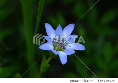 The beautiful alpine plant, Tateyama Gentian, with its funnel-shaped pale blue flowers seen at Shinshu Tsugaike Natural Park 136456920