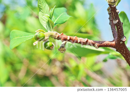 Mitsumata fruit (spring, May) Mitsumata fruit (spring, May) 136457005
