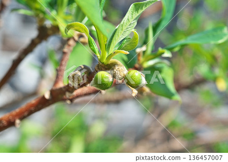 Mitsumata fruit (spring, May) 136457007