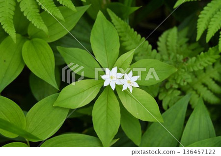 Two beautiful white flowers of Tsumatorisou blooming in the center of green leaves in the marshland of Shinshu Tsugaike Nature Park Two beautiful white flowers of Tsumatorisou blooming in the center of green leaves in the marshland of Shinshu Tsugaike Nature Park 136457122