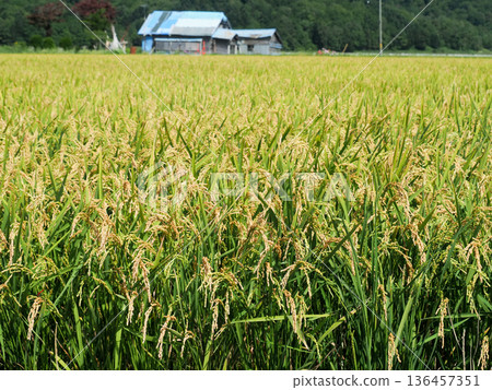 Ripening rice fields in the mountain village 136457351