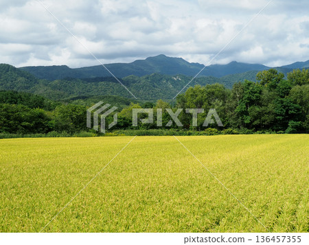 Golden rice fields Golden rice fields 136457355
