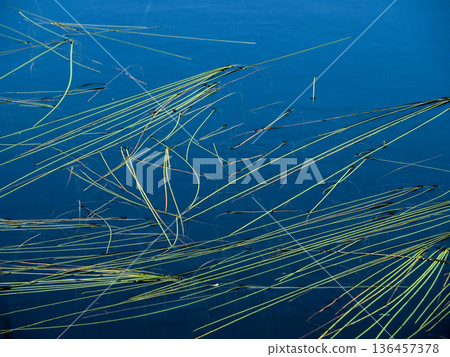 池塘裡自由漂浮的水生植物 池塘裡自由漂浮的水生植物 136457378