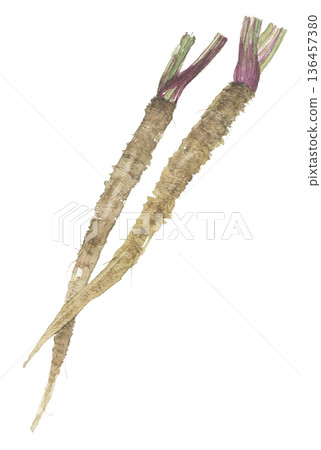 Burdock drawn in watercolor Burdock drawn in watercolor 136457380
