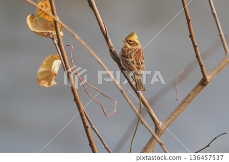 A female mountain bunting encountered in a rural area in winter 136457537