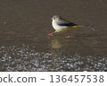 A grey wagtail walking on the elaborate water surface 136457538