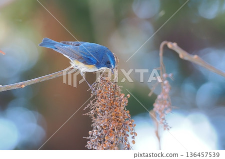 A male Blue-and-white flycatcher came to eat the fruits of the sumac tree. A male Blue-and-white flycatcher came to eat the fruits of the sumac tree. 136457539