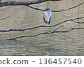 A black-crowned night heron resting on a branch overhanging the pond 136457540