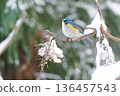 A male Blue-and-white flycatcher came to eat the fruits of the sumac tree. 136457543