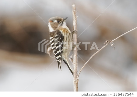Japanese pygmy woodpecker I met in a winter satoyama 136457544