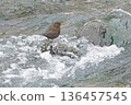 A dipper encountered in a winter stream 136457545