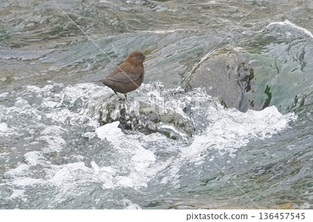 A dipper encountered in a winter stream 136457545