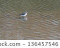 A curlew sandpiper wintering in a pond 136457546