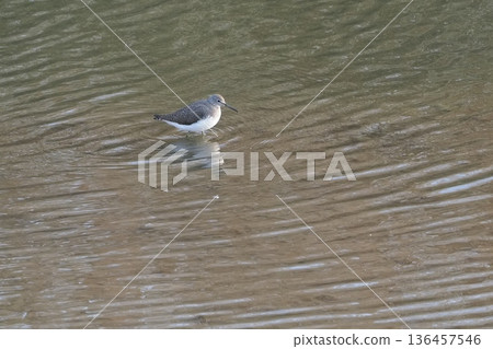 A curlew sandpiper wintering in a pond 136457546