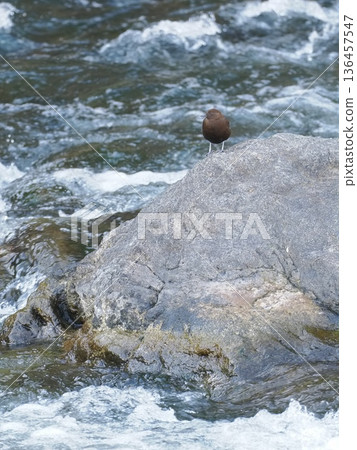 A dipper encountered in a winter stream 136457547