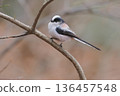 A long-tailed tit I encountered on a riverbank in winter 136457548