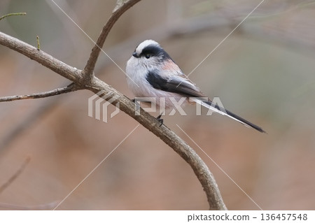 A long-tailed tit I encountered on a riverbank in winter 136457548